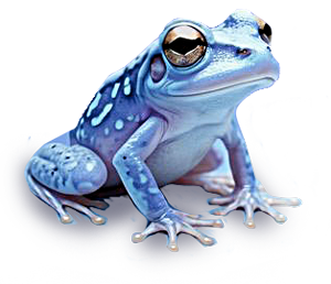 Froggie